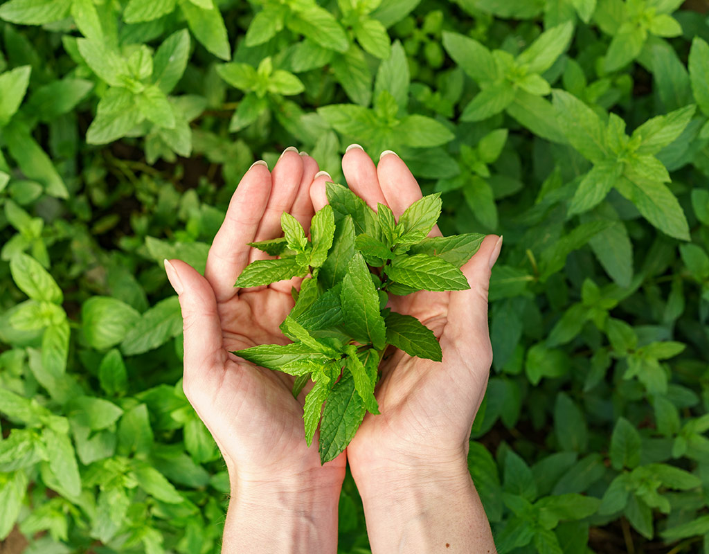 Hand and Leaves