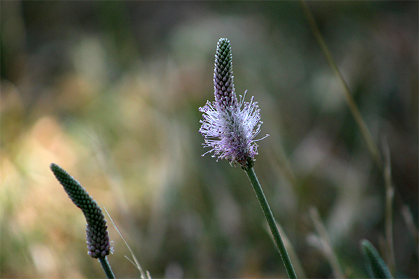 Lándzsás útifű a torok védelmezőja