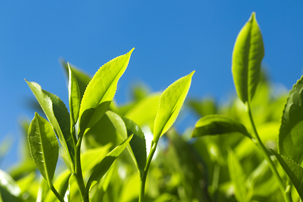 zöld tea levelek