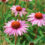 Az Echinacea ereje az immunrendszer szolgálatában