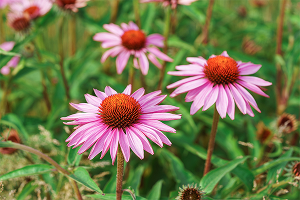 Echinacea a réten
